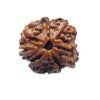 8 Mukhi Rudraksha Ganesha - (22.25 Mm)