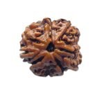 8 Mukhi Rudraksha Ganesha - (22.25 Mm)
