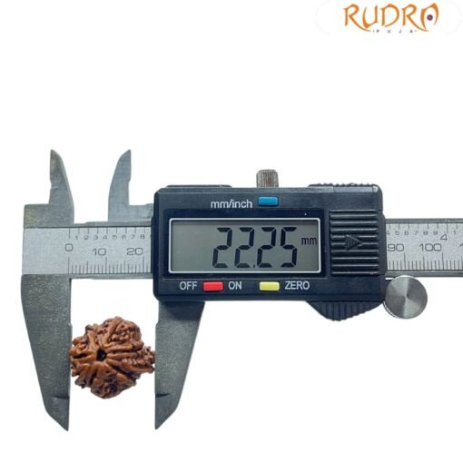 8 Mukhi Rudraksha Ganesha - (22.25 MM)
