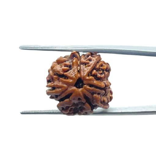 8 Mukhi Rudraksha Ganesha - (22.25 Mm)