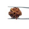 8 Mukhi Rudraksha Ganesha - (23.00Mm)