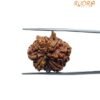 8 Mukhi Rudraksha Ganesha - (23.00Mm)