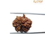 8 Mukhi Rudraksha Ganesha - (23.00MM)