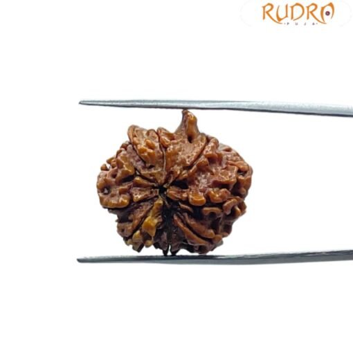8 Mukhi Rudraksha Ganesha - (23.00MM)