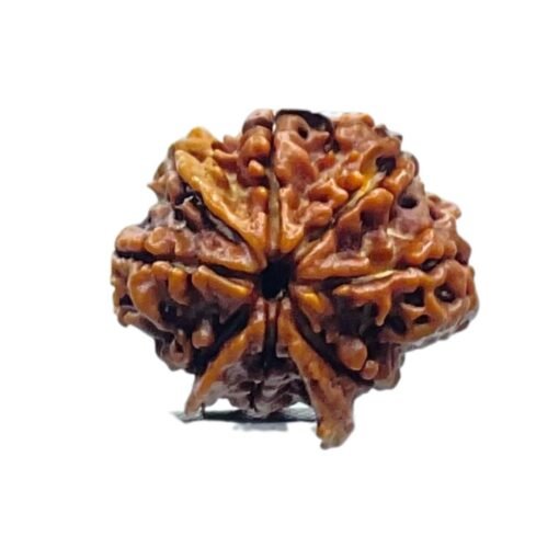 8 Mukhi Rudraksha Ganesha - (23.00MM)