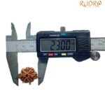 8 Mukhi Rudraksha Ganesha - (23.00Mm)