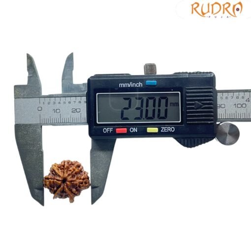 8 Mukhi Rudraksha Ganesha - (23.00MM)