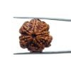 8 Mukhi Rudraksha Ganesha - (23.40 Mm) 34 8 Mukhi Rudraksha Ganesha -23.40 Mm