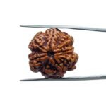 8 Mukhi Rudraksha Ganesha -23.40 MM