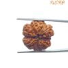 8 Mukhi Rudraksha Ganesha -23.40 Mm