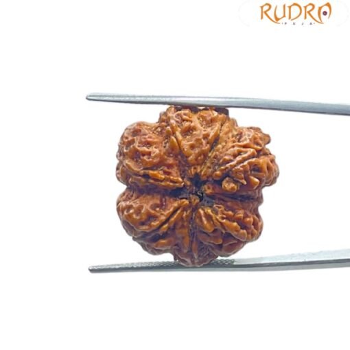8 Mukhi Rudraksha Ganesha -23.40 MM