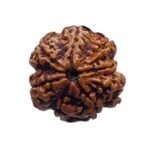 8 Mukhi Rudraksha Ganesha -23.40 Mm