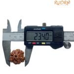 8 Mukhi Rudraksha Ganesha -23.40 Mm