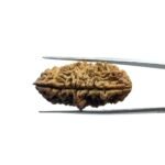 Collector 1 Face Rudraksha - (37.18MM)