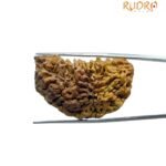 Collector 1 Face Rudraksha - (37.18MM)