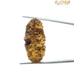 Collector 1 Face Rudraksha - (37.18Mm)