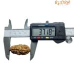 Collector 1 Face Rudraksha - (37.18Mm)