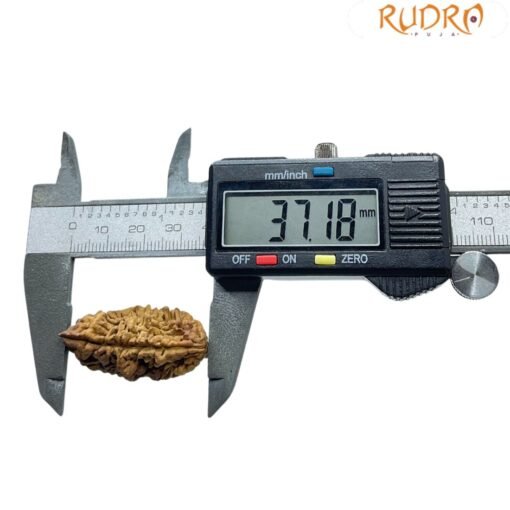 Collector 1 Face Rudraksha - (37.18MM)