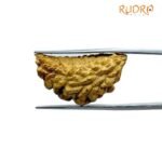 Collector 1 Mukhi Rudraksha - (27.00 Mm)