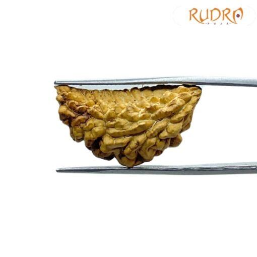 Collector 1 Mukhi Rudraksha - (27.00 MM)