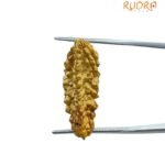 Collector 1 Mukhi Rudraksha - (27.00 Mm)