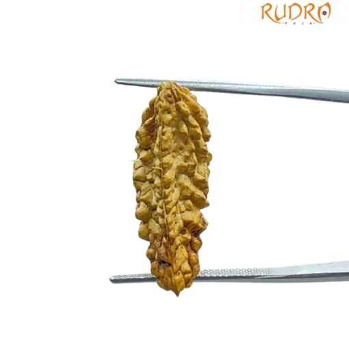 Collector 1 Mukhi Rudraksha - (27.00 MM)