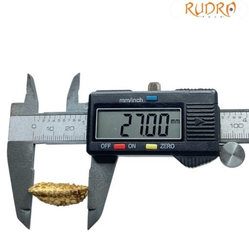 Collector 1 Mukhi Rudraksha - (27.00 MM)