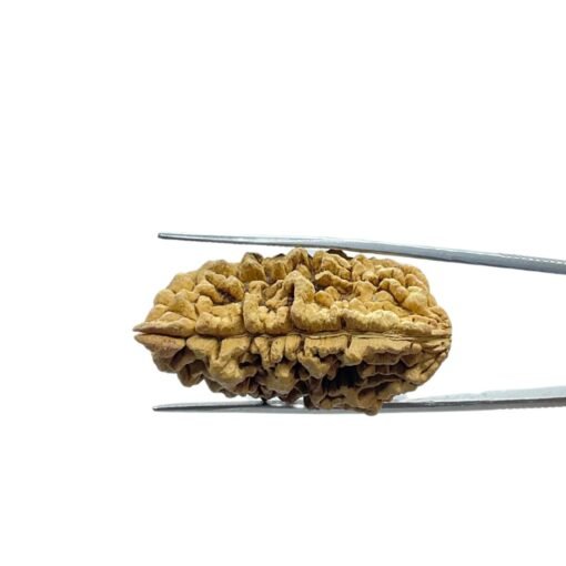 Collector 1 Mukhi Rudraksha ( 39.22 Mm )