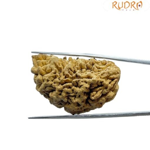 Collector 1 Mukhi Rudraksha ( 39.22 MM )