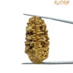 Collector 1 Mukhi Rudraksha ( 39.22 Mm )