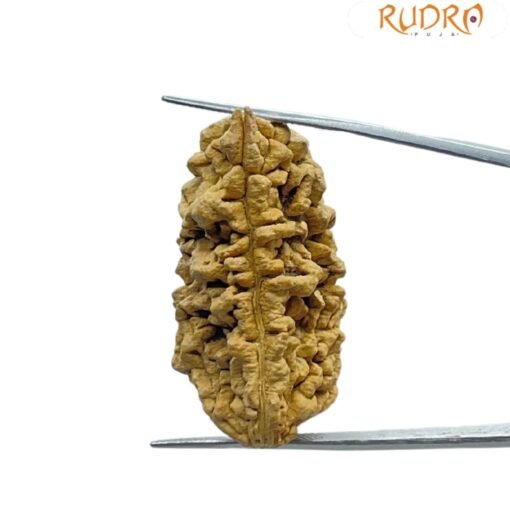 Collector 1 Mukhi Rudraksha ( 39.22 MM )