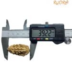 Collector 1 Mukhi Rudraksha ( 39.22 Mm )