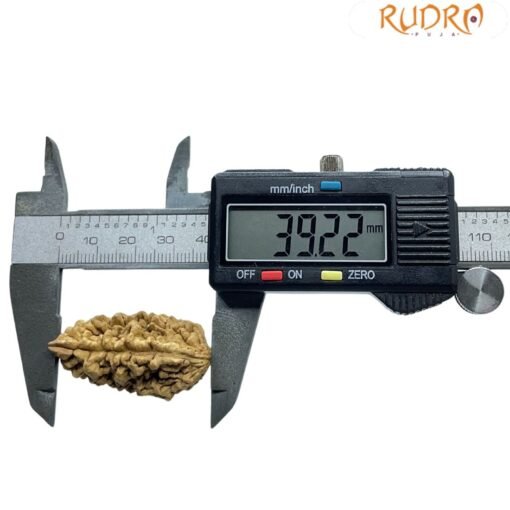 Collector 1 Mukhi Rudraksha ( 39.22 MM )