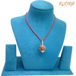 Collector-Ganesha-Rudraksha-24.35-MM-Rudrapuja-MP-C.jpg