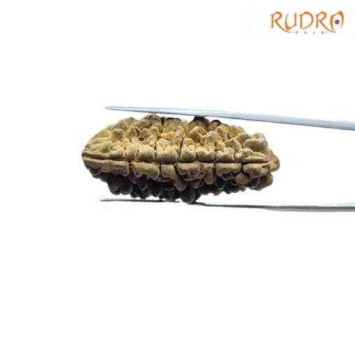 Ek-Mukhi-Rudraksha-38.25-mm-FP-C.jpg