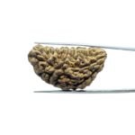 Ek-Mukhi-Rudraksha-38.25-mm-MP-C.jpg