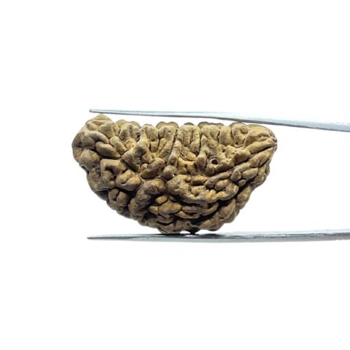 Ek-Mukhi-Rudraksha-38.25-Mm-Mp-C.jpg