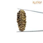Ek-Mukhi-Rudraksha-38.25-Mm-Sp-C.jpg