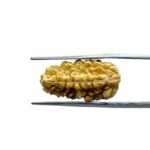 Ek Mukhi Rudraksha Small ( 22.20 MM )