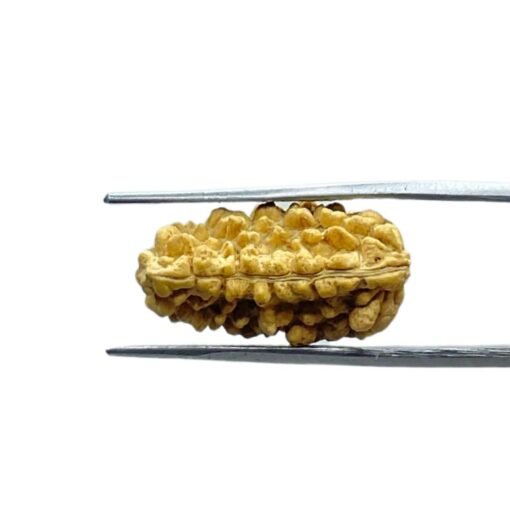 Ek Mukhi Rudraksha Small ( 22.20 Mm )