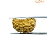 Ek Mukhi Rudraksha Small ( 22.20 MM )