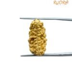 Ek Mukhi Rudraksha Small ( 22.20 Mm )