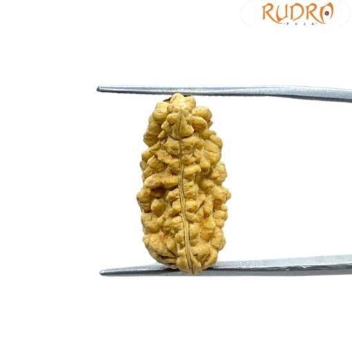 Ek Mukhi Rudraksha Small ( 22.20 MM )