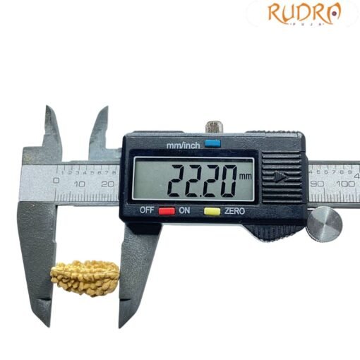 Ek Mukhi Rudraksha Small ( 22.20 MM )