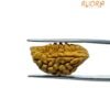 Ek Mukhi Rudraksha Small ( 22.50 Mm ) 12 Ek Mukhi Rudraksha Small ( 22.50 Mm )