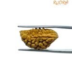 Ek Mukhi Rudraksha Small ( 22.50 MM )