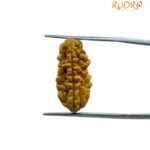 Ek Mukhi Rudraksha Small ( 22.50 Mm ) 7 Ek Mukhi Rudraksha Small ( 22.50 Mm )