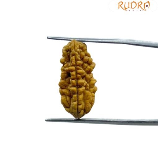 Ek Mukhi Rudraksha Small ( 22.50 MM )