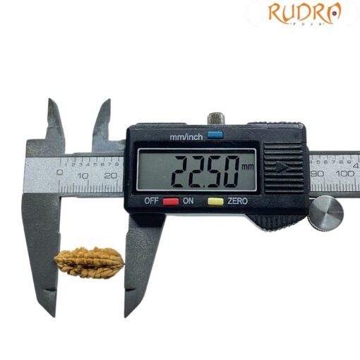 Ek Mukhi Rudraksha Small ( 22.50 MM )