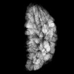 Ek Mukhi Rudraksha Small ( 22.50 Mm ) 9 Ek-Mukhi-Rudraksha-Small-22.50-Mm-Fp-C.jpg